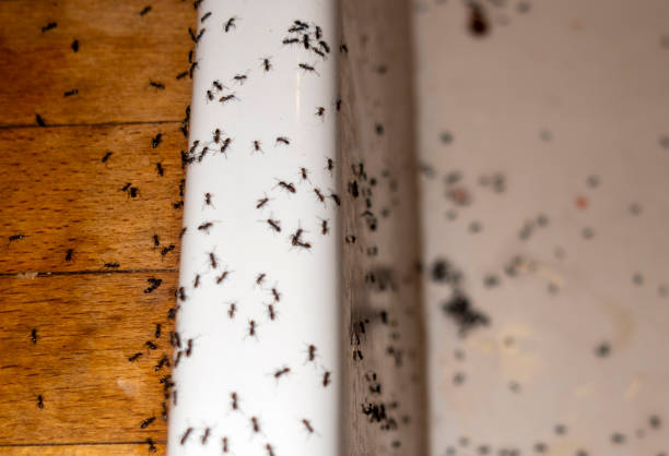 Best Termite Control Services  in Kingstowne, VA